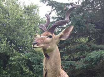 Anything That Moves Taxidermy Images