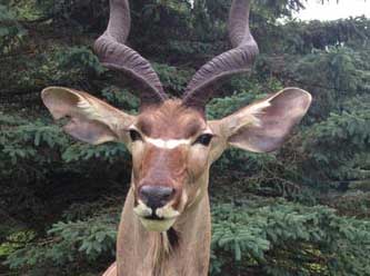 Anything That Moves Taxidermy Images
