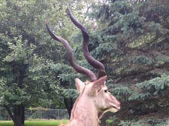 Anything That Moves Taxidermy Images
