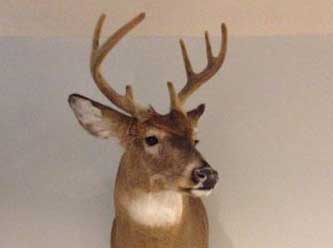 Anything That Moves Taxidermy Images