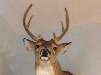 Anything That Moves Taxidermy Images