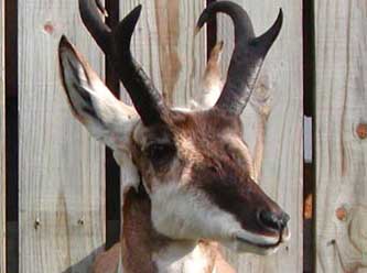 Anything That Moves Taxidermy Images