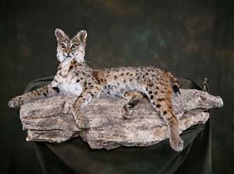 Anything That Moves Taxidermy Images