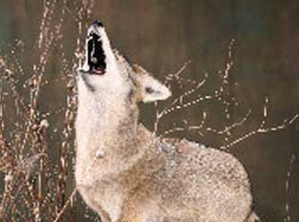 Anything That Moves Taxidermy Images