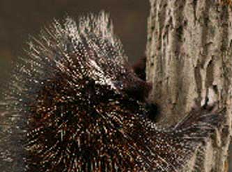 Anything That Moves Taxidermy Images