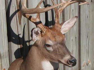 Anything That Moves Taxidermy Images