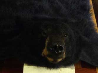 Anything That Moves Taxidermy Images