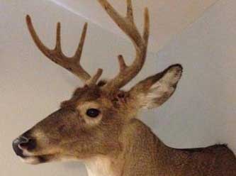 Anything That Moves Taxidermy Images
